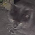Profile picture ner0k1.bsky.social