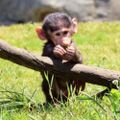 Profile picture animalphotorefs.bsky.social