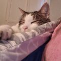 Profile picture jev42.bsky.social