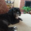 Profile picture dogluvver.bsky.social