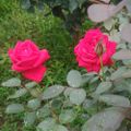 Profile picture k-makijpn.bsky.social