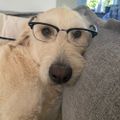 Profile picture odindogofthor.bsky.social