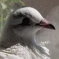Profile picture susama.bsky.social