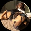 Profile picture hollandamerica.bsky.social