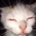 Profile picture vitoc963.bsky.social