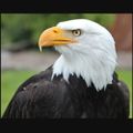 Profile picture rosewood654.bsky.social