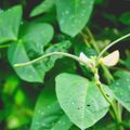 Profile picture lancasterplantbio.bsky.social