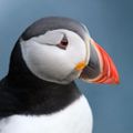 Profile picture mybirdcards.com