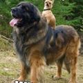 Profile picture direwolves4change.bsky.social