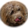 Profile picture foodbuglady.bsky.social
