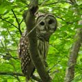 Profile picture birdguy21.bsky.social