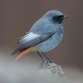 Profile picture birdinglothian.bsky.social