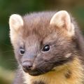 Profile picture hourlymartens.bsky.social