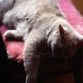 Profile picture beelazebozo.bsky.social