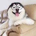 Profile picture funnydog68.bsky.social