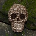 Profile picture sodafett.bsky.social