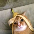 Profile picture acatloverspage.bsky.social