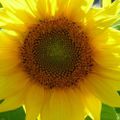 Profile picture ecologistes03100.bsky.social