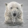 Profile picture arcticman.bsky.social