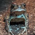 Profile picture agentlaughingperch.bsky.social