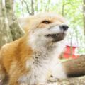 Profile picture mystic.gay