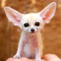Profile picture fennecfoxtoo.bsky.social