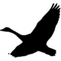 Profile picture freemovement.bsky.social
