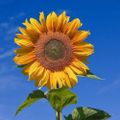 Profile picture carolinachickadeez.bsky.social