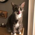 Profile picture thecatsmeow-17.bsky.social