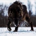Profile picture liaschattenfell.bsky.social