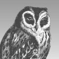 Profile picture effinbirds.com