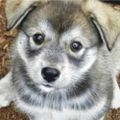 Profile picture sophiafhc.bsky.social