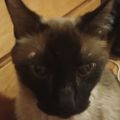 Profile picture astie-paws.bsky.social