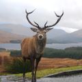 Profile picture opinionlassie.bsky.social