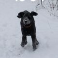 Profile picture salohcinr.bsky.social