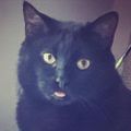 Profile picture darlingsierra.bsky.social