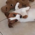 Profile picture notyourlapdog.bsky.social