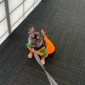 Profile picture podzilla.bsky.social