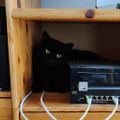 Profile picture meowrail.bsky.social