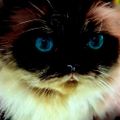 Profile picture shortandsassy.bsky.social