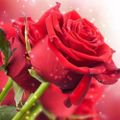 Profile picture kasadosxxx.bsky.social