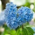Profile picture greenkristenl.bsky.social