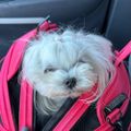 Profile picture themaltesemama.bsky.social