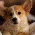 Profile picture tomcthompson.bsky.social