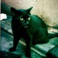 Profile picture kotoracchi.bsky.social