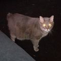 Profile picture schrdngrscatgirl.bsky.social