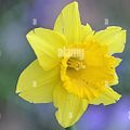 Profile picture thewelshtaffy24.bsky.social