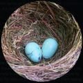 Profile picture gettoknownature.bsky.social