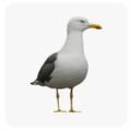 Profile picture indigoiis.bsky.social