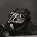 Profile picture olliedragon.bsky.social